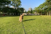 Noble Pet Resorts (Global Harbor) Shanghai