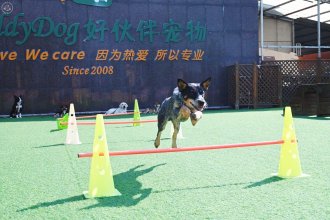 BuddyDog Training & Boarding Shanghai