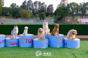 Kungfu Dog (Gusong Branch)  Shanghai