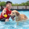 BuddyDog Deals: Training, Boarding, and More on SmartShanghai