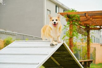 BuddyDog Training & Boarding Shanghai