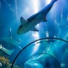 Shanghai Changfeng Aquarium & Stingray Bay  on SmartShanghai