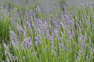 Shanghai Lavender Park
